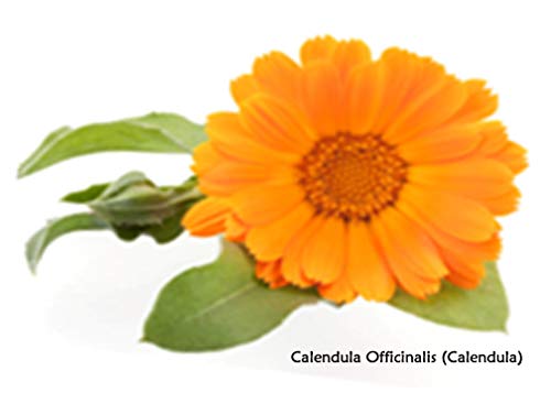 Yeast Rescue Soap Soother 16 fl.oz. Refill Economy - AB Mystery