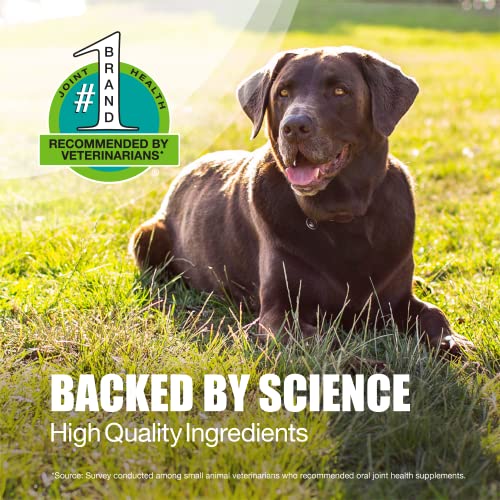 Nutramax Laboratories Dasuquin with MSM Joint Health Supplement for Large Dogs - AB Mystery