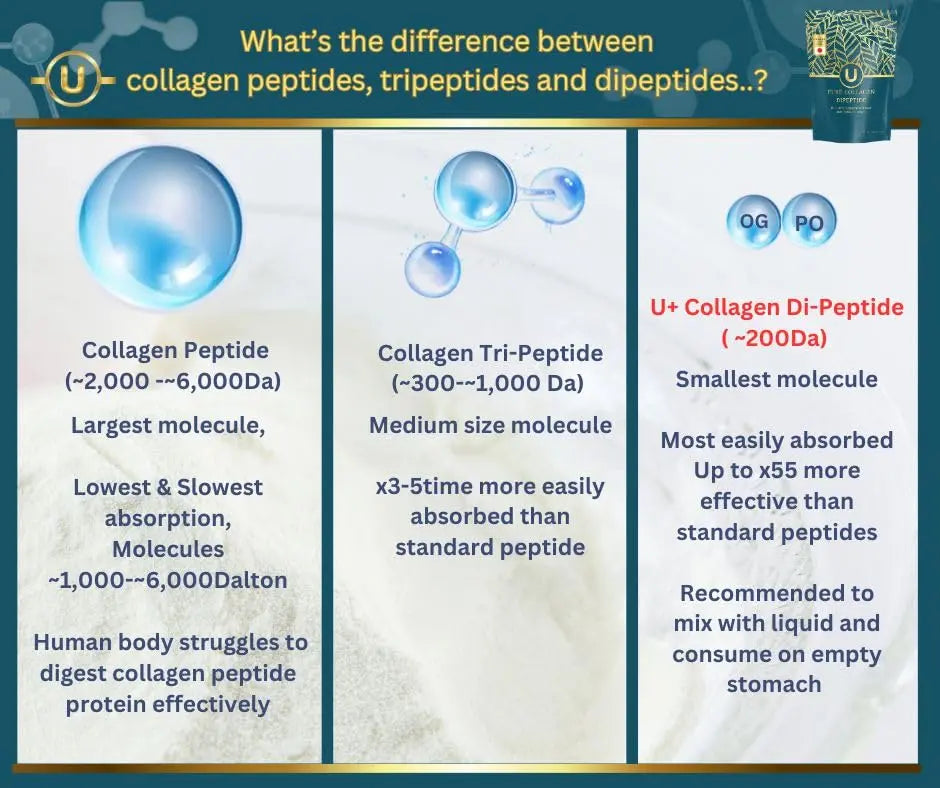 U+ Pure Collagen Dipeptide Supplement - Advanced Hydrolyzed Collagen Powder for Skin, Hair U+ Pure Collagen