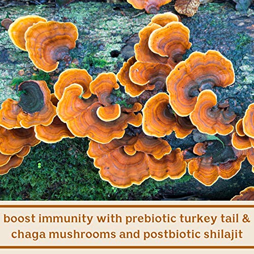 Solluna by Kimberly Snyder Feel Good SBO Probiotics Soil Based Organisms (SBOs) - AB Mystery