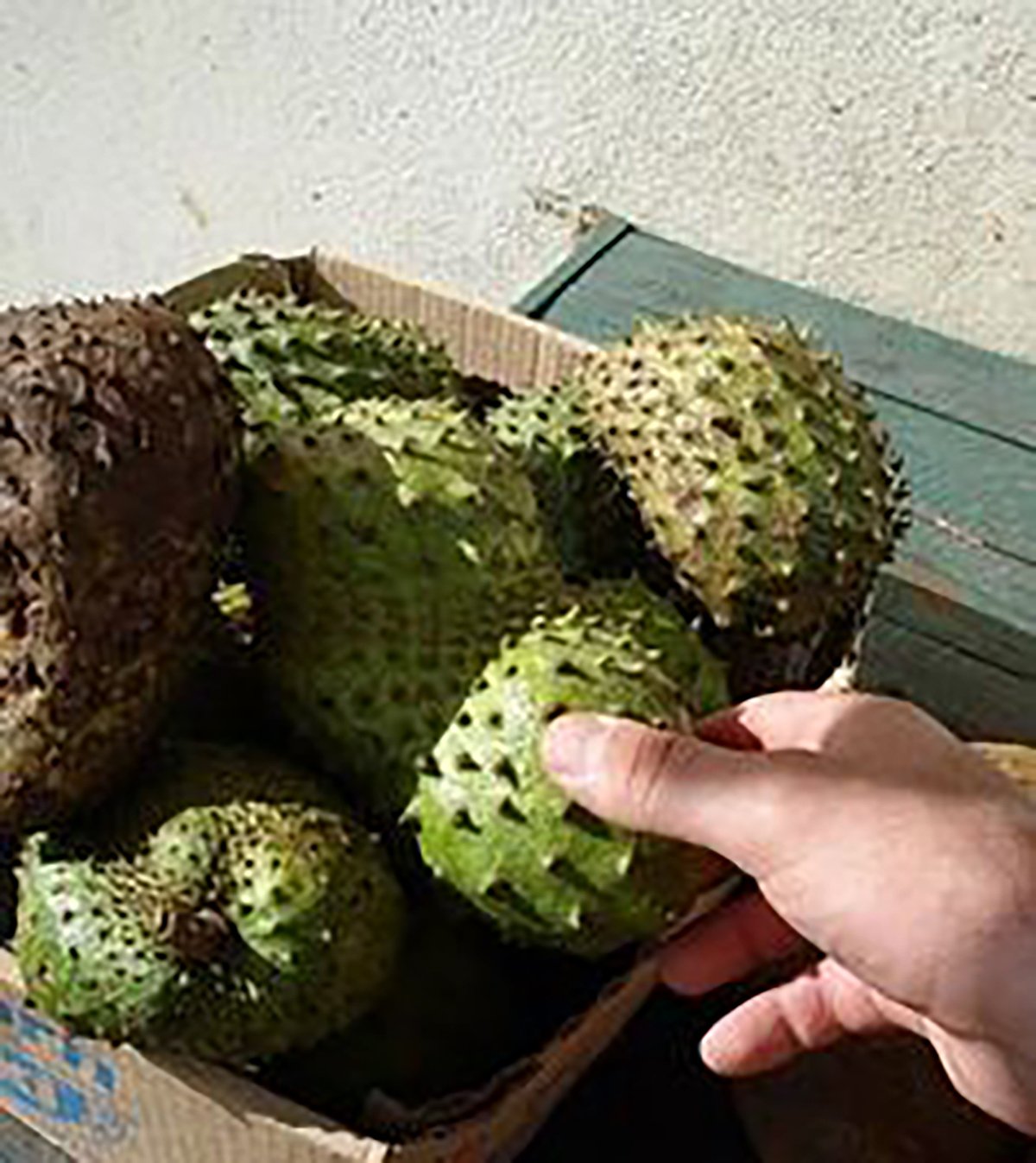 Organic Graviola Liquid Soursop Extract 4 oz Wildcrafted Tincture - AB Mystery