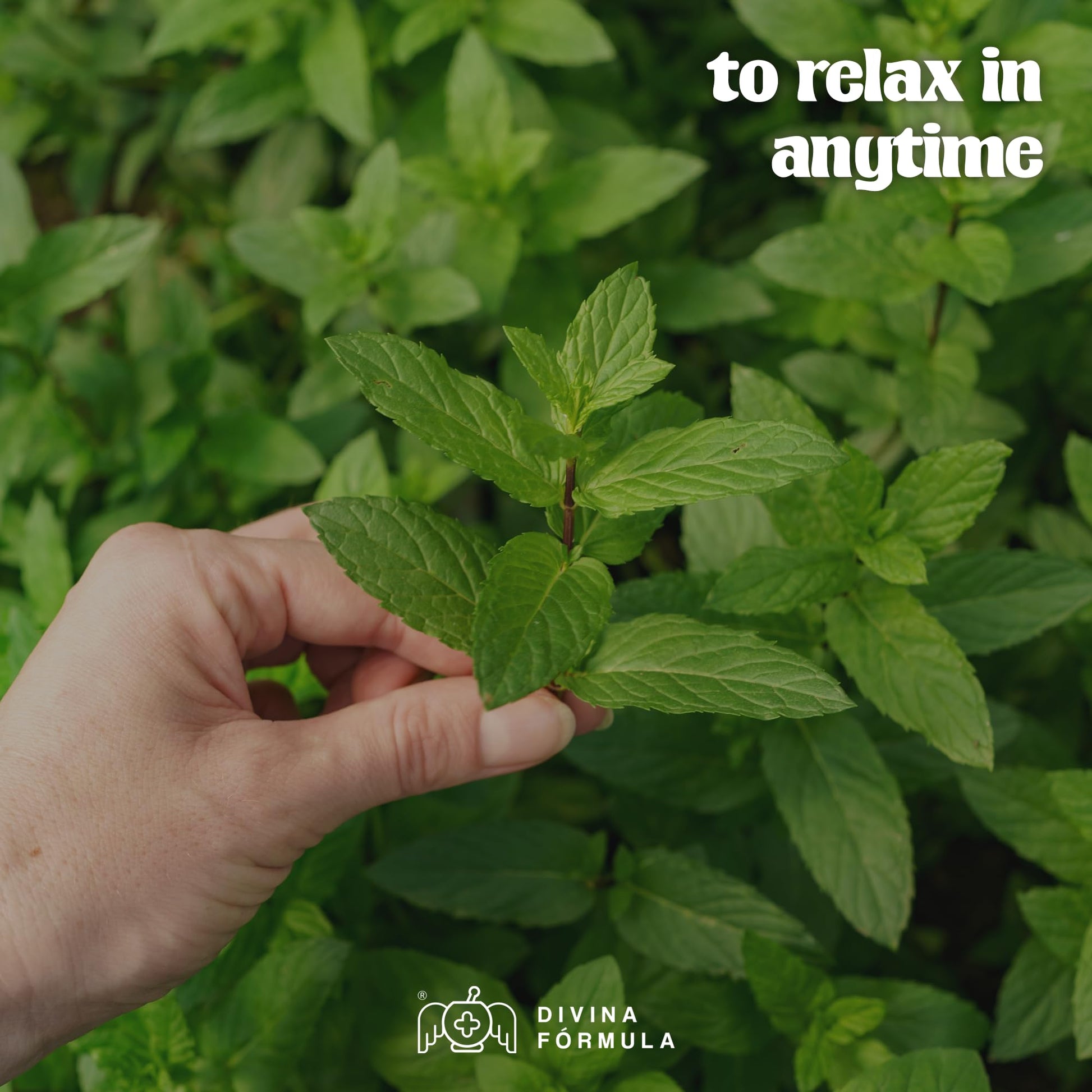 Divina Fórmula - 100% Pure Peppermint Essential Oil - Aromatherapy Oils, Essential Oils - Oil for Massage - AB Mystery