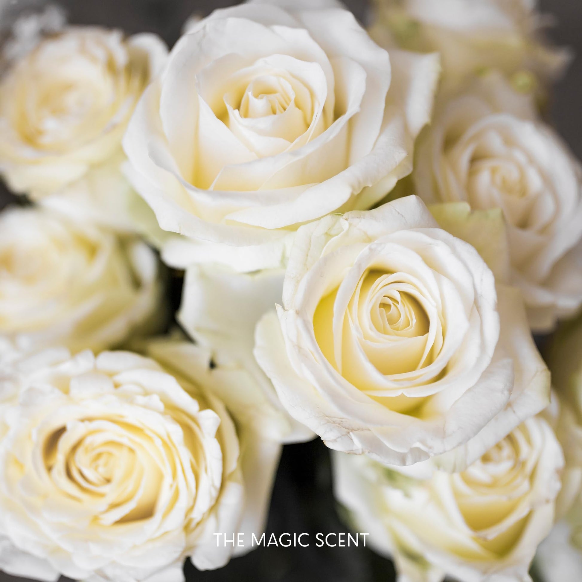 The Magic Scent "Blackwood" Hotel Collection Diffuser Oil - Cold-Air & Ultrasonic Scented Oils - AB Mystery