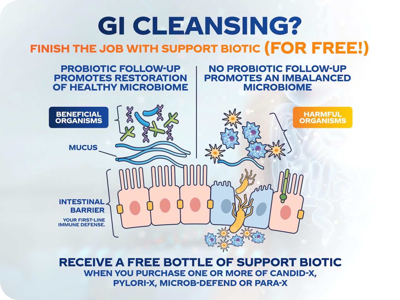 BioMatrix Candid-X Gut Cleanse with Berberine, Oregano, Sodium Caprylate, Chamomile, Ginger - AB Mystery