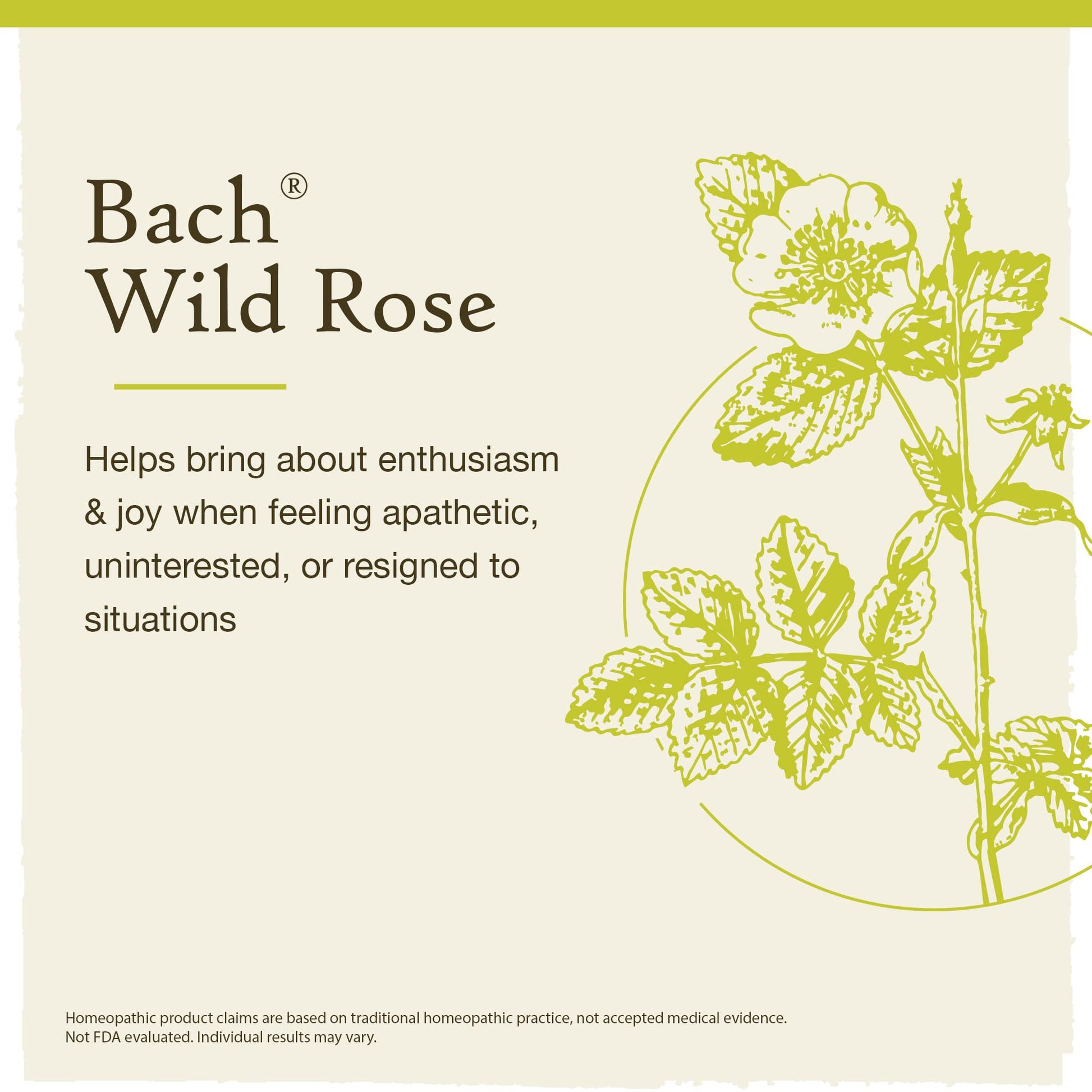 Bach Original Flower Remedies, Wild Rose for Enthusiasm (Non-Alcohol Formula), Natural Homeopathic - AB Mystery