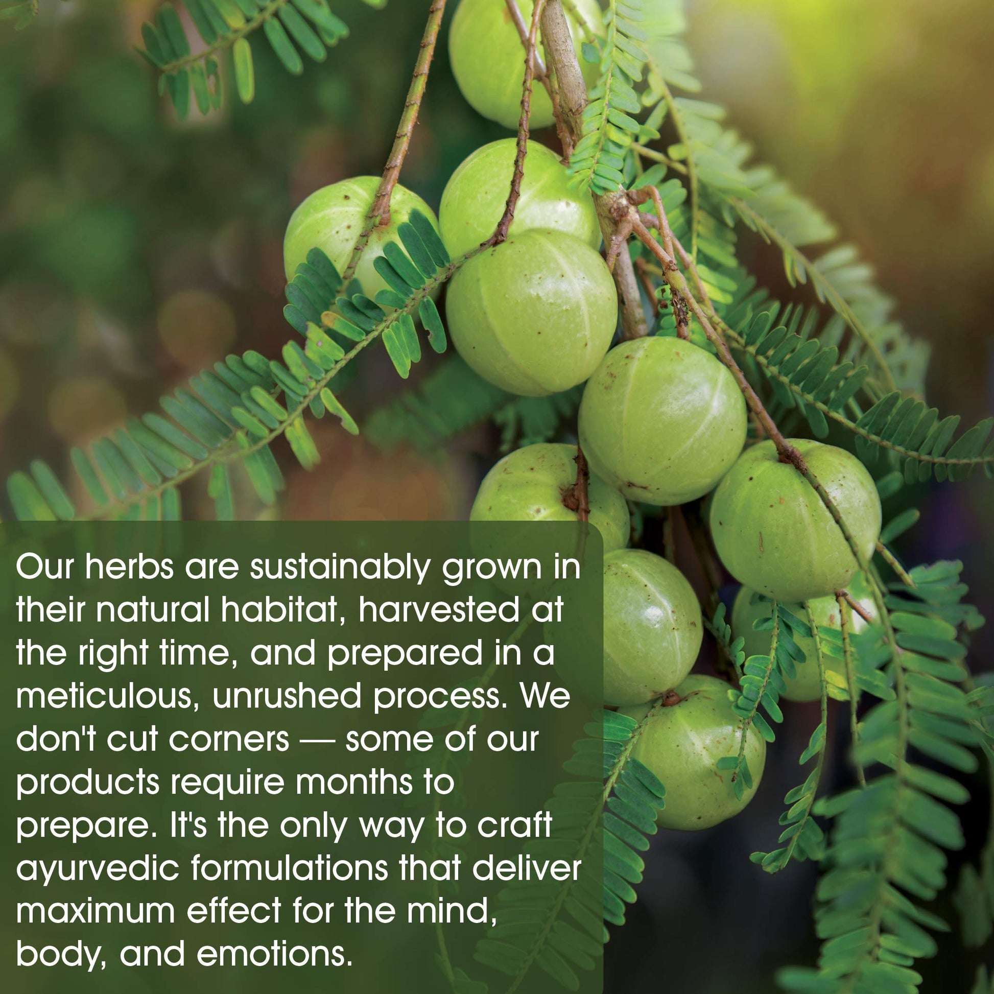 Maharishi Ayurveda - Midlife for Women I Women's Health Herbal Supplement - AB Mystery