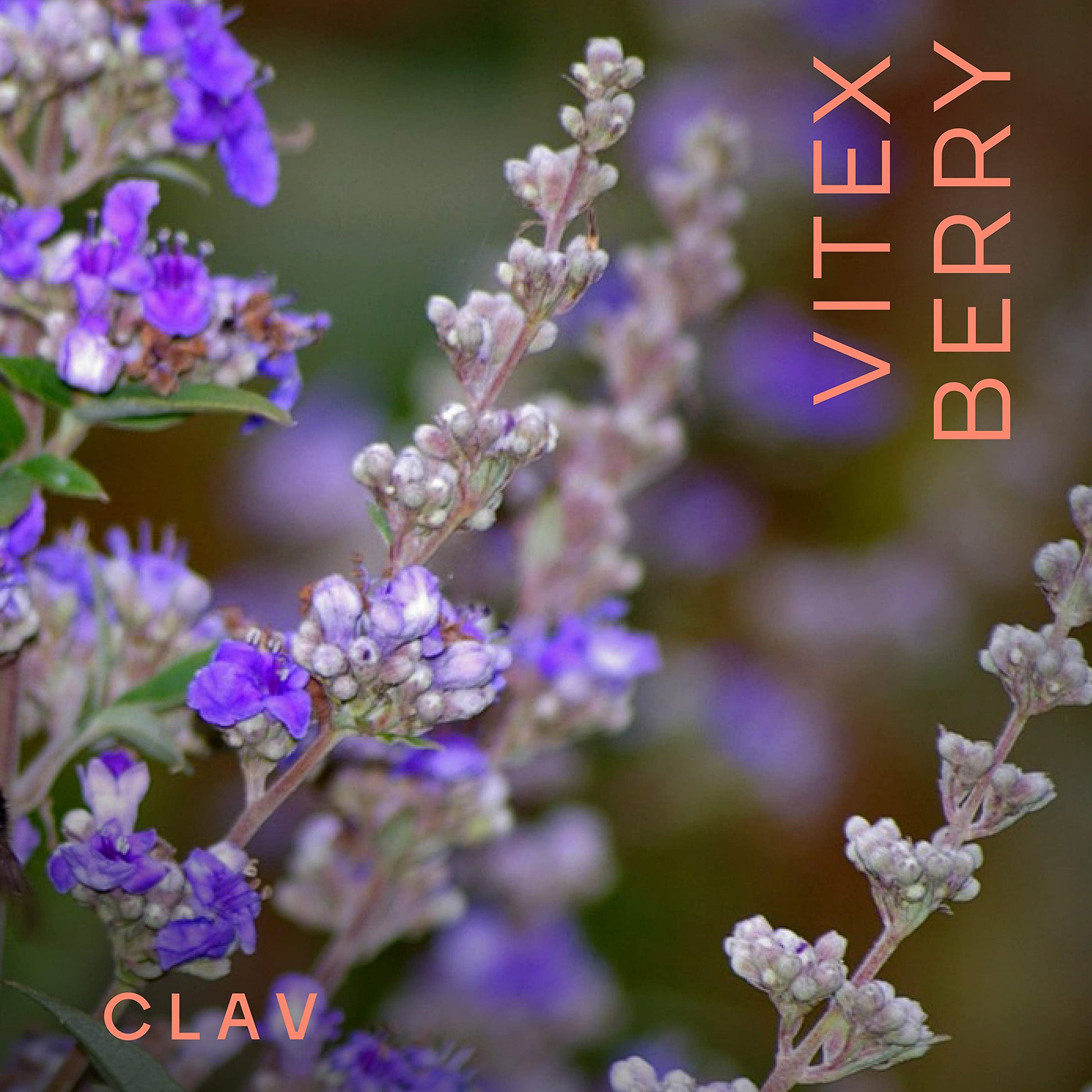Vitex Berry - Premium Chasteberry 4:1 Extract (Vitex Agnus Castus) - Menopause & PMS Support - AB Mystery