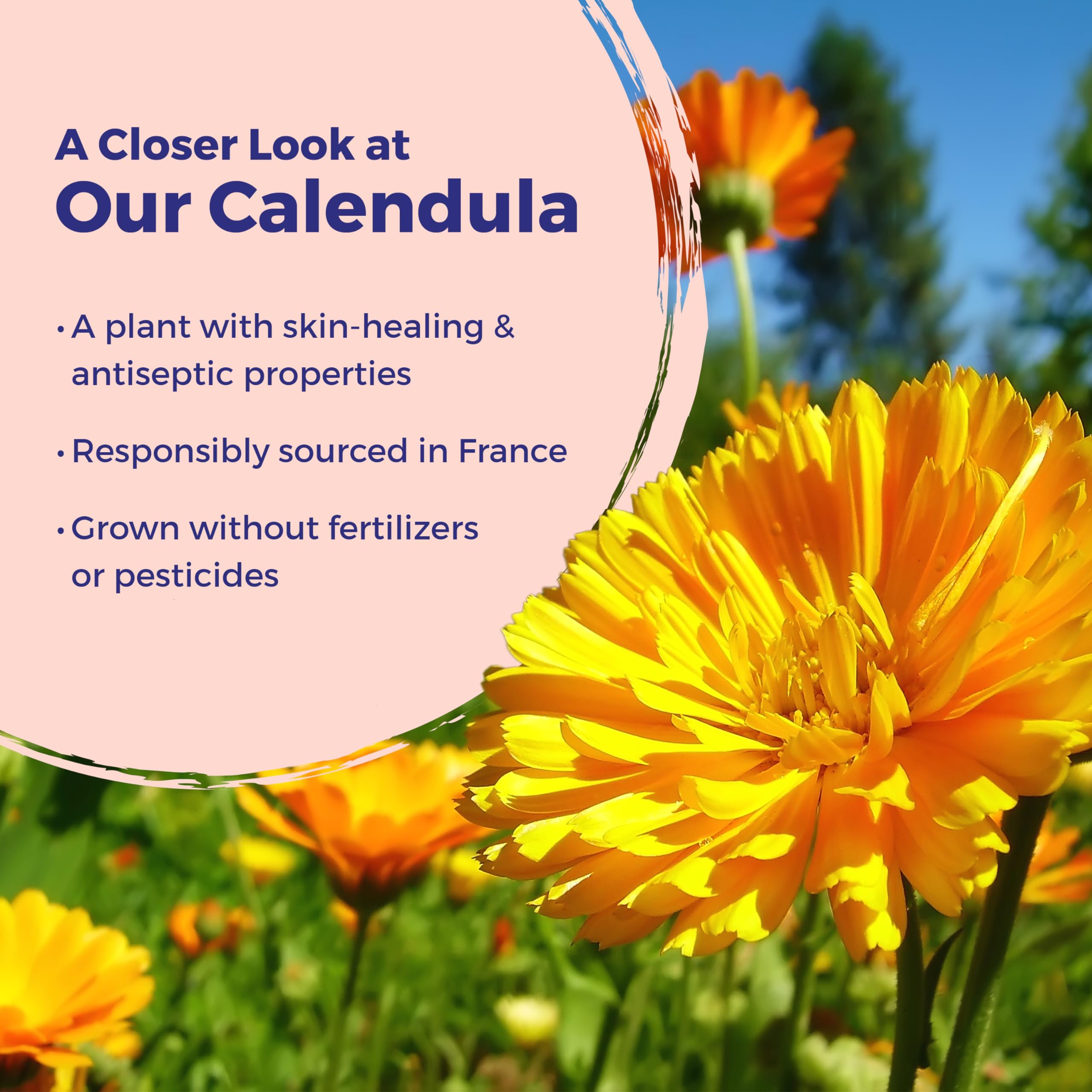 Boiron Calendula Burn Ointment for Relief from Minor Burns from Cooking, Friction, or Sunburns - 1 oz - AB Mystery