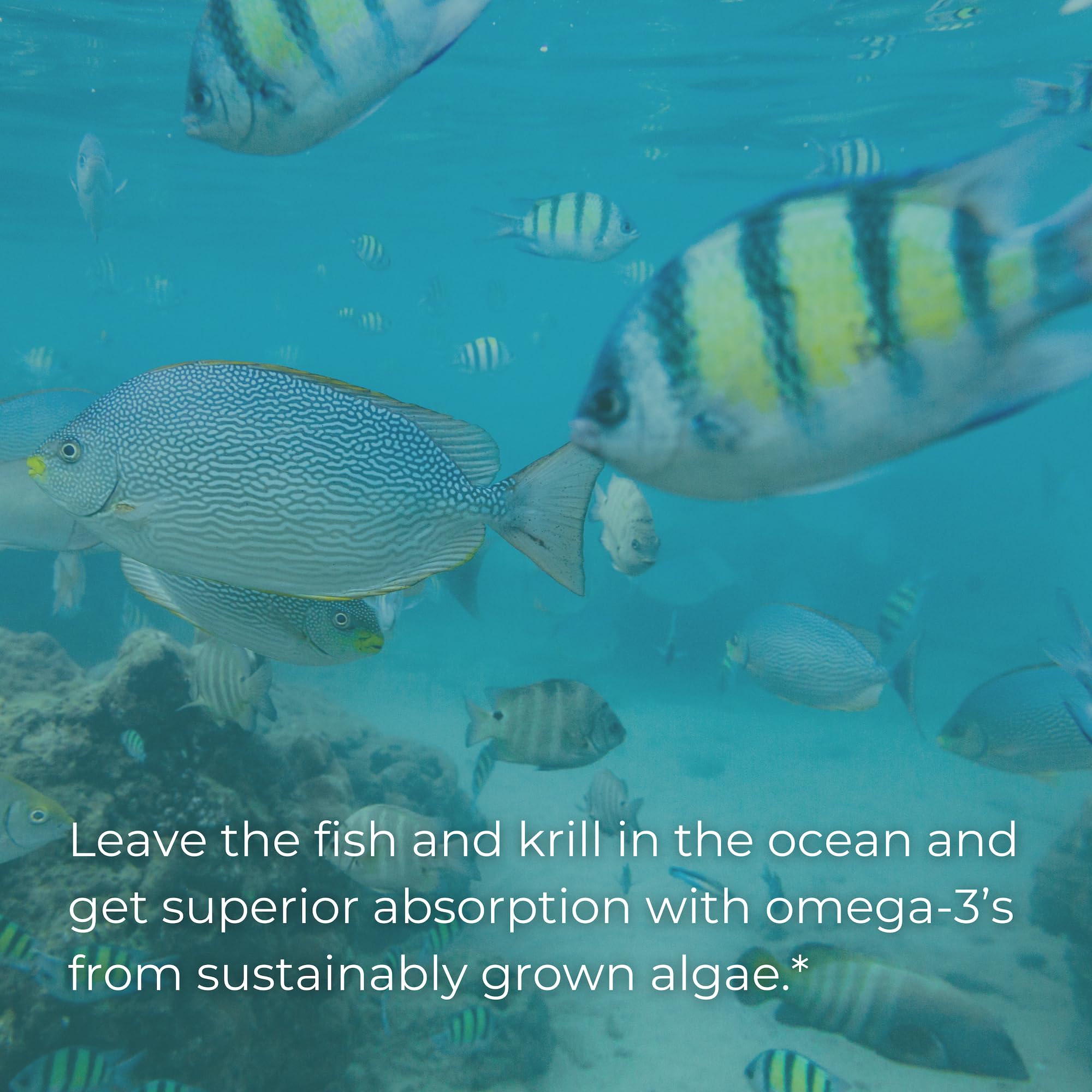 Iwi Life Prenatal Multivitamin, 60 Softgels (30 Servings), Vegan, Plant-Based Algae Omega 3 Iwi