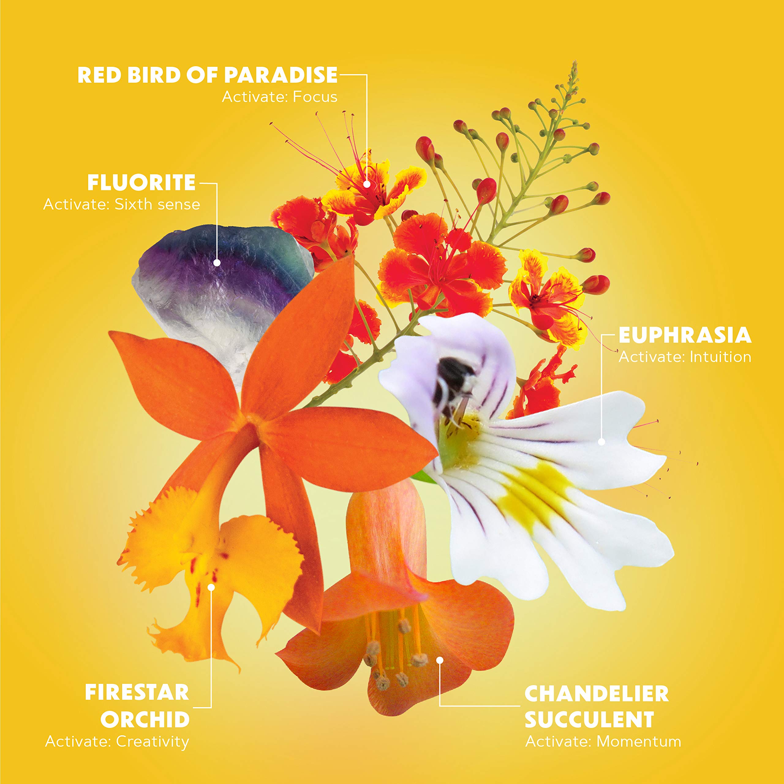 LOTUSWEI Inspired Action Flower Essence Elixir – Enhance Focus, Concentration, Mental Clarity & Creativity – Flower Remedy Supplement - AB Mystery