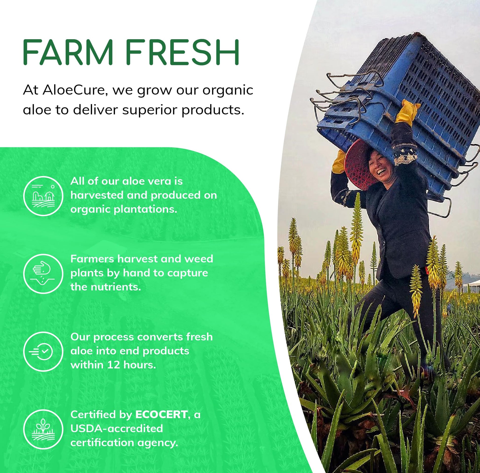 AloeCure VeraFlex Natural Joint Support Supplement with USDA Organic Aloe Vera - AB Mystery