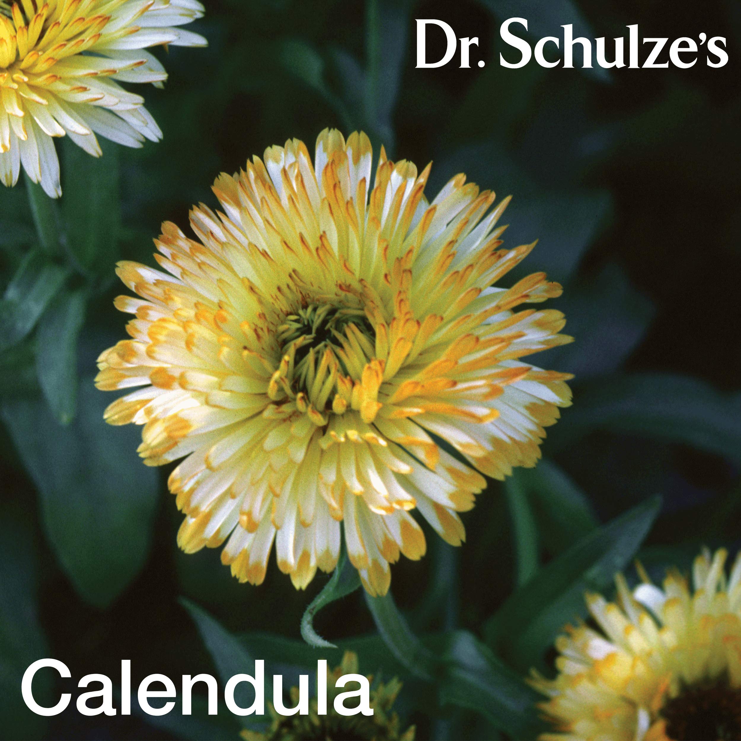 Dr. Schulze's Deep Tissue Oil | Powerful Herbal Support for Muscles, Tendons and Joints - AB Mystery