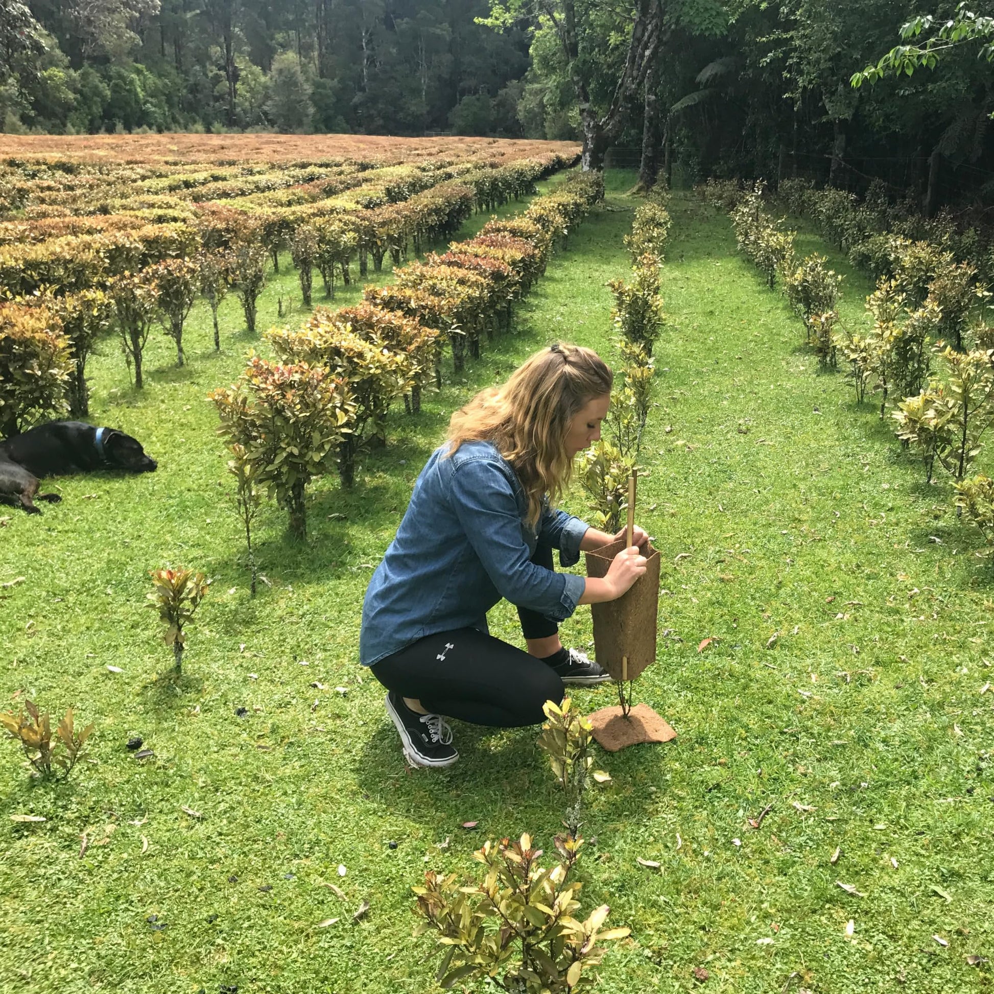 Kolorex Gut Care Candida Balance (Advanced Candida Care) 60ct - AB Mystery