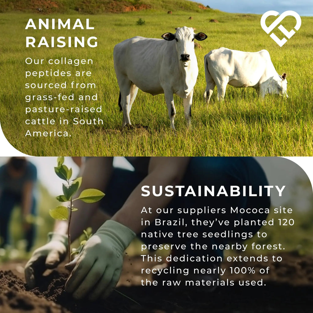 BODYBALANCE® Collagen Powder by LLS - Hydrolysed Bovine Collagen Peptides Types 1 & 3 with Vitamin C - Joint, Ligament - AB Mystery