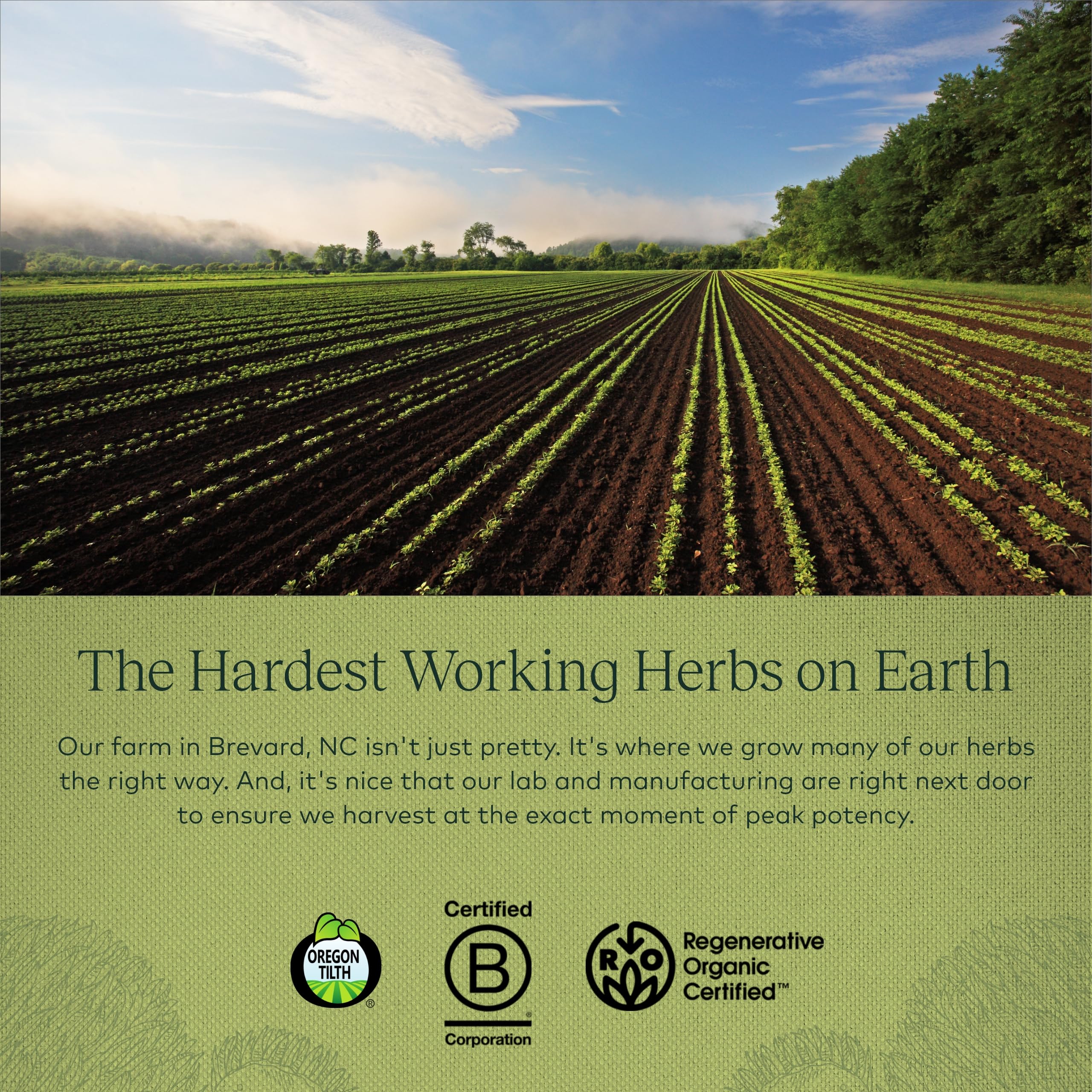 Gaia Herbs Organic Lion’s Mane Mushroom - Brain and Nerve Support Supplement - AB Mystery